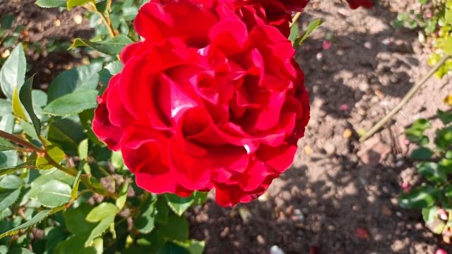 Удачные, на мой взгляд, сочетания роз. смотреть онлайн