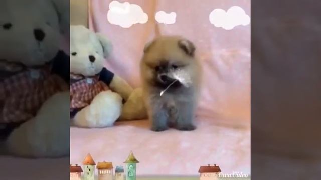 Тайский шпиц) смотреть онлайн
