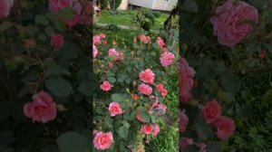 Мой хит сезона Роза Али-Баба(3-х летка) 19 июня 24г.