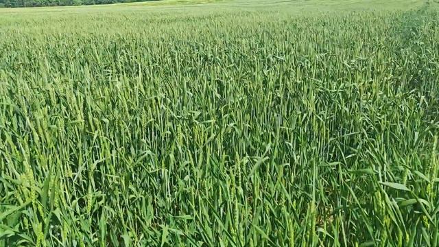 Демо поле КФХ 