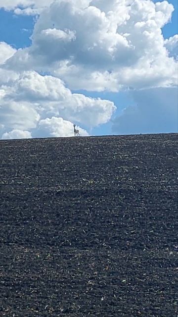 #Охота с КлубПроТепло#красота природы , #рогатый козлик