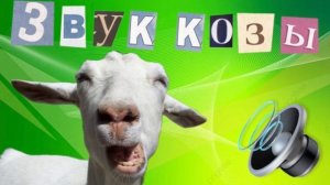 СМЕШНОЙ ЗВУК КОЗЫ😂 | ПРАНК КРИК КОЗЫ🤣