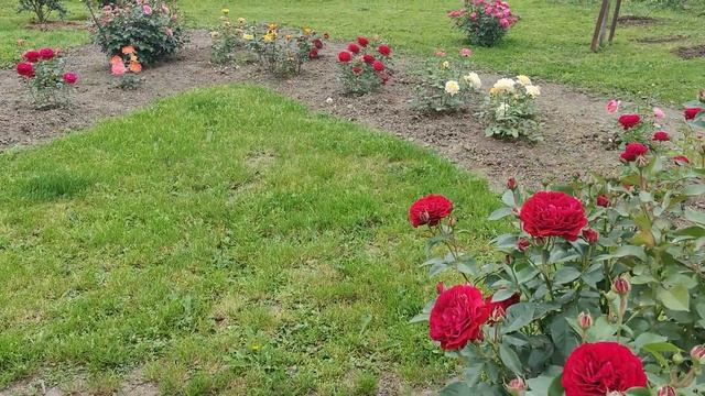 Роза Бордо, начало цветения. Kordes' Rose Bordeaux