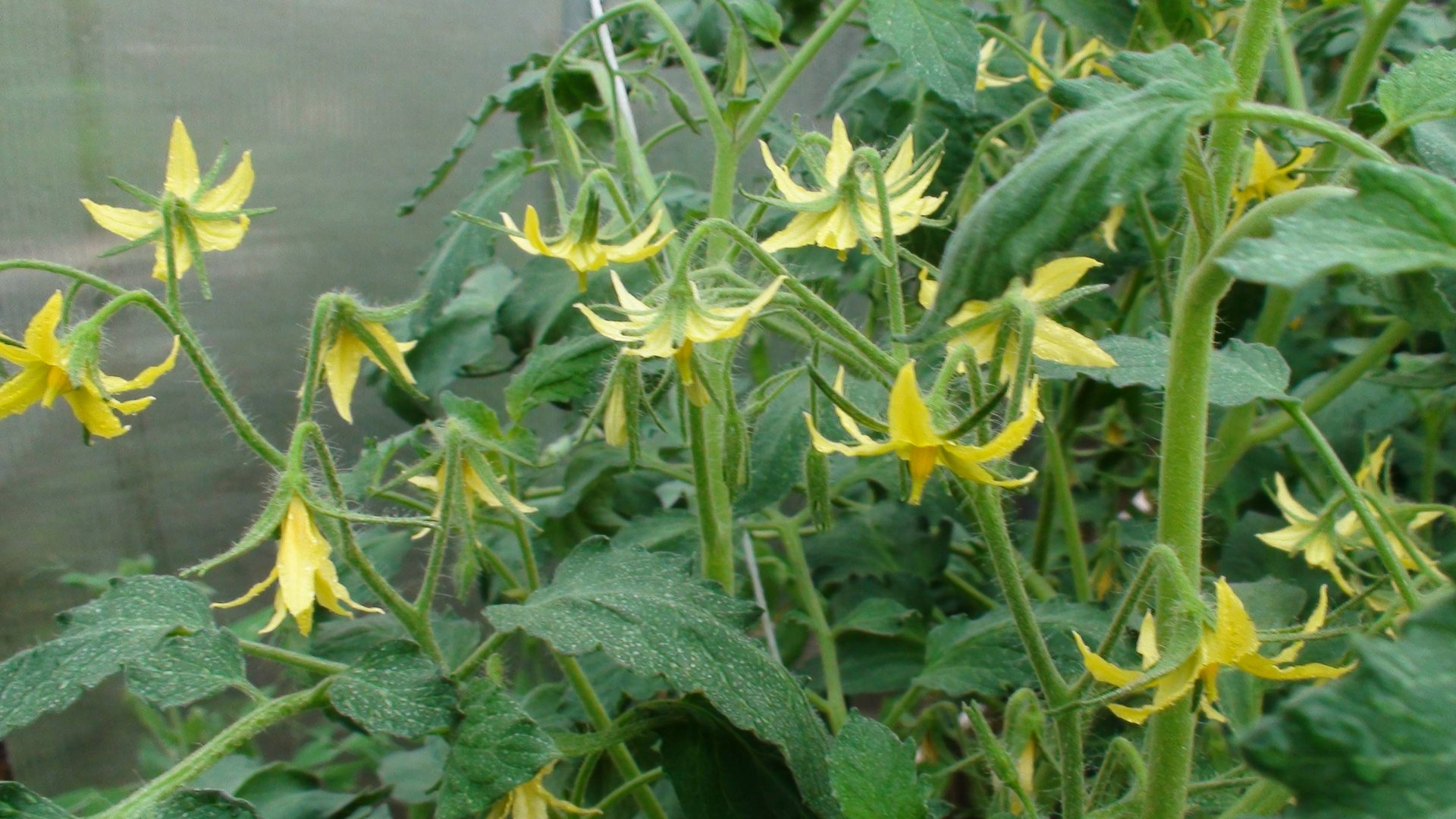 САМАЯ ВАЖНАЯ ПОДКОРМКА ТОМАТОВ: Первая подкормка томатов после высадки в грунт смотреть онлайн