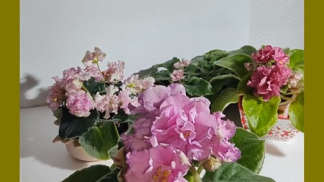 Мои фиалки января - Пепельная роза, Скумпия