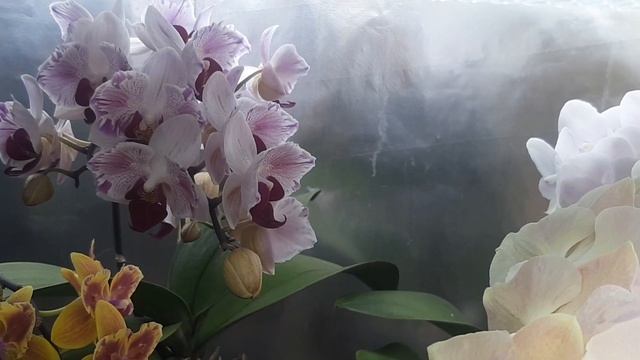 Orchids (Phalaenopsis)  1video 2025.02.12.   Орхідеї(Phalaenopsis)  2025.02.12 відео1