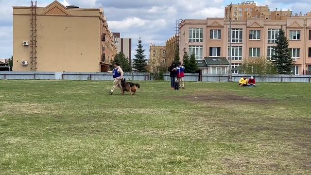 2 Отл. YUVENTUS v. Gold Sieg ++- №42 / КЧК КЕМЕРОВО 4 мая`25 И.Ширан Моно н/о