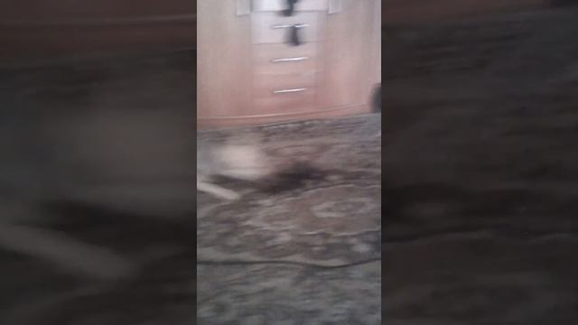 Прикол с пылесосом смотреть онлайн