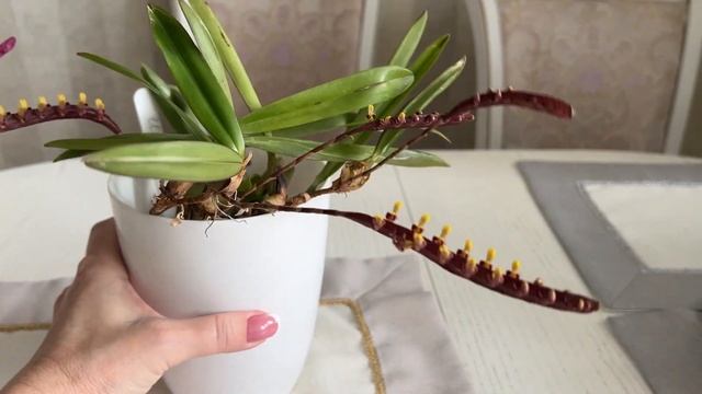 Цветут орхидеи  ...  каттлея  ... бульбофилум  ... фаленопс?