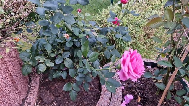 #KaffeFassett необычная #floribunda #Каффефассетт Что с ней не так