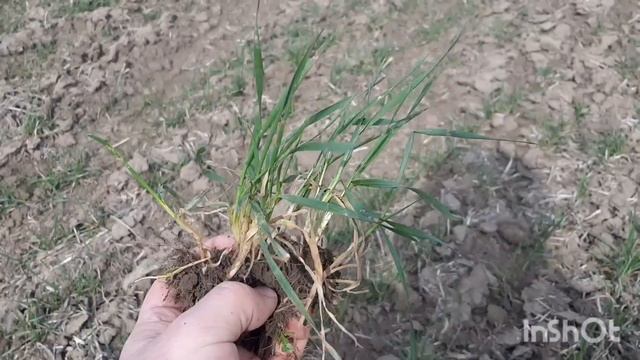 Осмотр пшеницы.