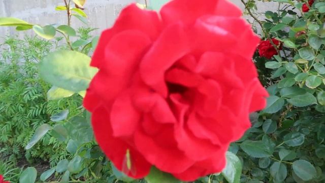 Роза которой много