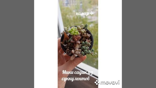 Подборка мини садиков из суккулентов. #цветы #succulent #по? смотреть онлайн