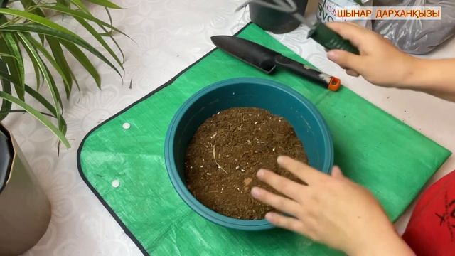 ФИКУС АЛИ КҮТІМІ/Отырғызудағы қателіктер❌Қандай гүл?