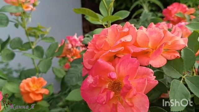 Роза Оранж Доун. Orange Dawn (Cheworangedawn)Warner Chris Великобритания