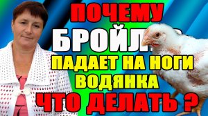 Почему гибнет бройлер. Водянка, падает на ноги - ЧТО ДЕЛАТЬ?