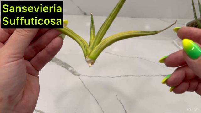 Тайские САНСЕВИЕРИИ через 2,5 месяца после получения ￼