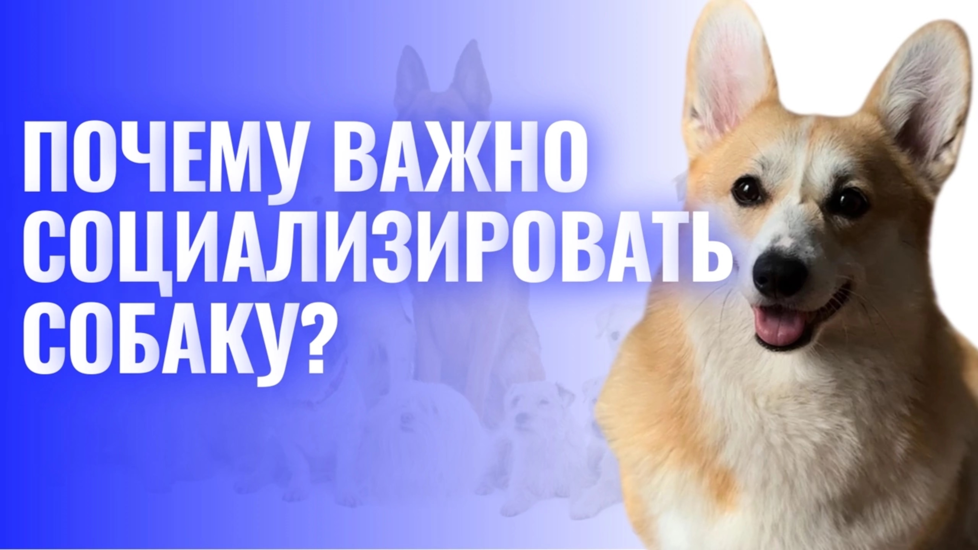 Почему важно социализировать собаку?