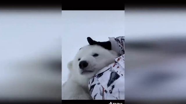 #1 ПРИКОЛЫ В ТИК ТОК ЛУЧШИЕ ПРИКОЛЫ 2021 НОВЫЕ ПРИКОЛЫ 2021 смотреть онлайн