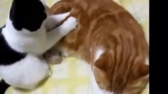 Смешливые коти и собаки. смотреть онлайн