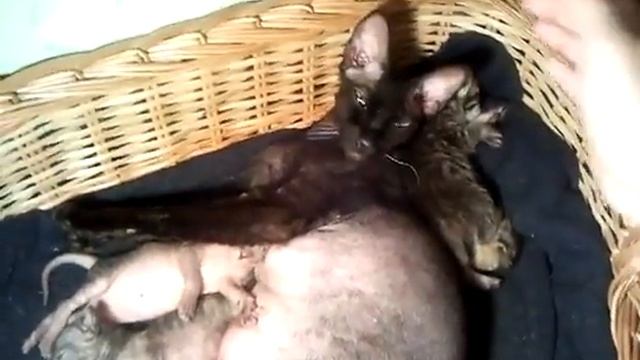 Подборка приколов. Кошки.Красивые сфинксы. смотреть онлайн