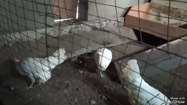 Выгодная курица Леггорн? Щепотка пуха на подушку. Скол