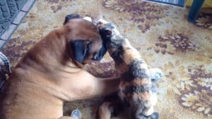 Приколы.Собака вылизывает кошку.