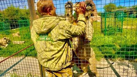 Олег Зубков рассказывает о ЗОЛОТОМ ПРАЙДЕ и о том, что творится с Шерханом в Минске!!! смотреть онлайн