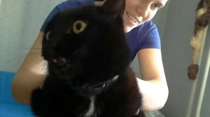 Очень злая кошка