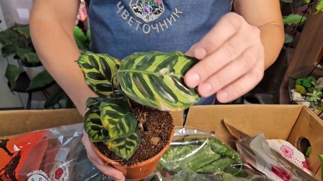 Обзор растений с распродажи: за 1000 рублей огромная кор смотреть онлайн