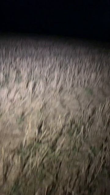 Поиск гуся на кормежки СКИДКИ до 15% на фонари ARMYTEK Про? смотреть онлайн