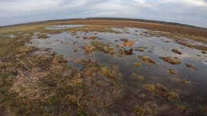 Доверяй собаке