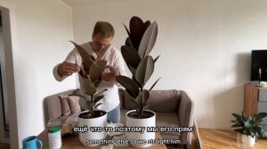 Как обрезать фикус