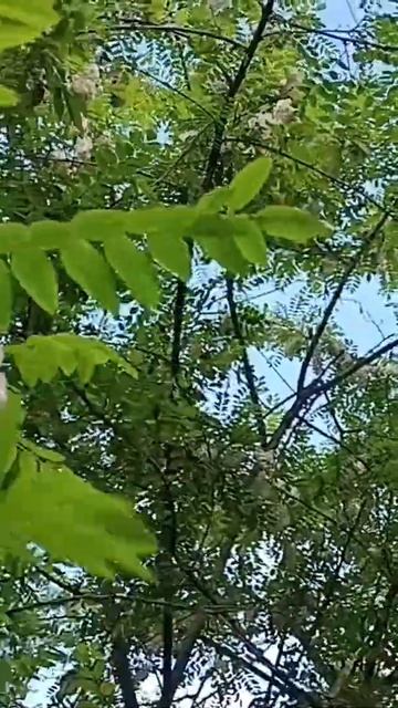 розовая акация смотреть онлайн