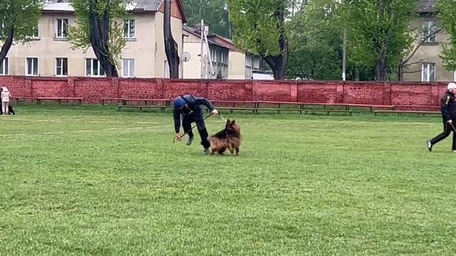 1 Отл. Галеон Старс МАФИЯ +++ №37 / КЧК КИСЕЛЕВСК 11 мая`25 Н.Тихонова Моно н/о