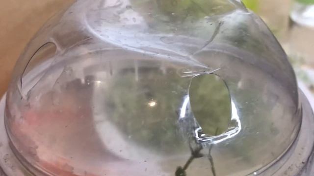 Hoya Peltata. Рідкісна цукерка!#hoya #hoyaplant #хойка #хойя#украіна