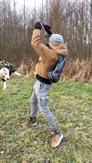 Крепкий щенок стаффорда. Полет нормальный #shorts #staff смотреть онлайн