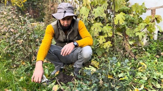 Как обрезать и черенковать розы осенью