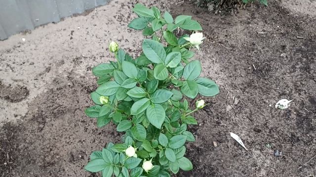 Бутоны белой розы. смотреть онлайн