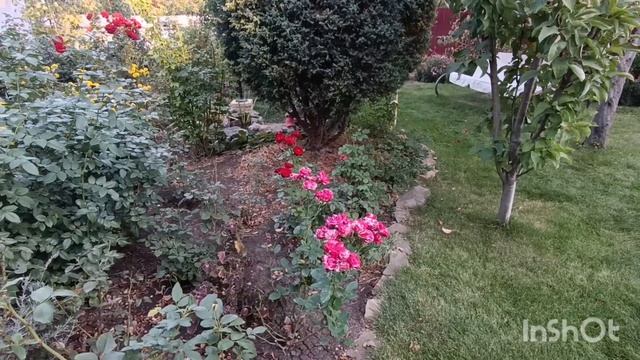 Осень! В саду цветут ещё розы!