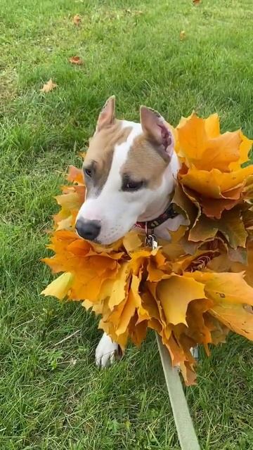 Осень #shorts #shortvideo #staff #amstaff смотреть онлайн