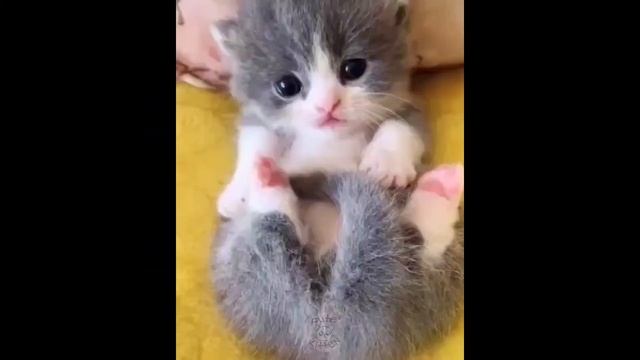 Коты котята кошечки милые котята приколы юмор веселье жизнь угар подборка веселые котики милости смотреть онлайн