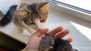 Смешной момент из а-ну-ка-давай-ка #анукадавайка #котики #иса #родила