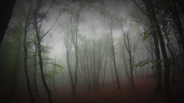 Жуткая история леса Хойя-Бачу из Румынии