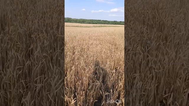 уборка озимой пшеницы в Саратовской области 2024 #ферме? смотреть онлайн