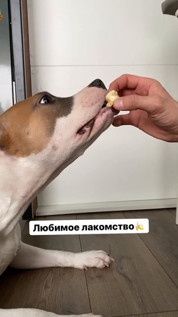 Лучшее лакомство для Амстаффа #shorts смотреть онлайн