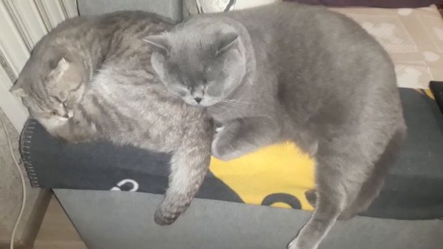 Сладкая парочка / Кто котик? / КОШКИН ДОМ смотреть онлайн