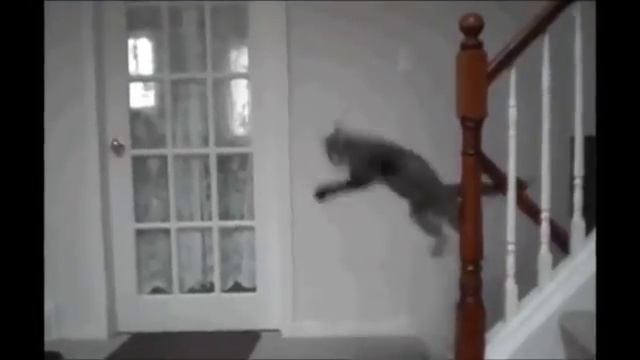 FUNNY CATS!!!!!! Смешные кошки танцуют Лучшие видео приколы с кошками funny cats videos смотреть онлайн