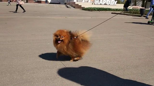 Летящей походкой смотреть онлайн