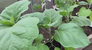 Рассаду баклажан высадила в парник 17 мая 2025